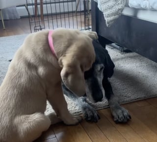 Illustration de l'article : Abattue depuis la perte de son frère, elle rouvre son cœur grâce à chiot Mastiff câlin et têtu (vidéo)
