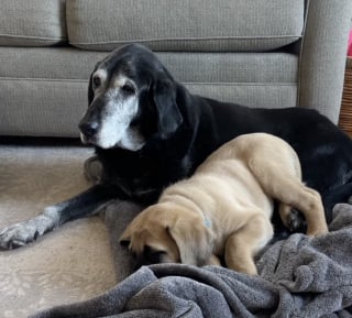 Illustration de l'article : Abattue depuis la perte de son frère, elle rouvre son cœur grâce à chiot Mastiff câlin et têtu (vidéo)