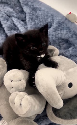 Illustration de l'article : Ce chaton orphelin découvre pour la toute première fois le visage de sa sauveuse et les internautes fondent devant cette scène adorable (vidéo)
