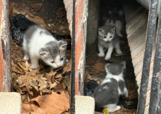 Illustration de l'article : À peine sauvée de la rue, une maman chat accepte de prendre soin d’une portée de chatons en plus de la sienne