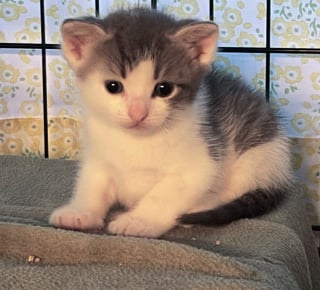 Illustration de l'article : À peine sauvée de la rue, une maman chat accepte de prendre soin d’une portée de chatons en plus de la sienne