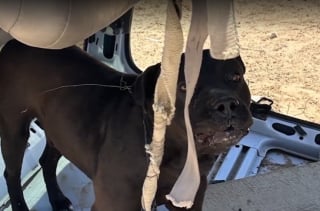 Illustration de l'article : Ils attachent leur chien dans une carcasse de véhicule et le laissent livré à lui-même
