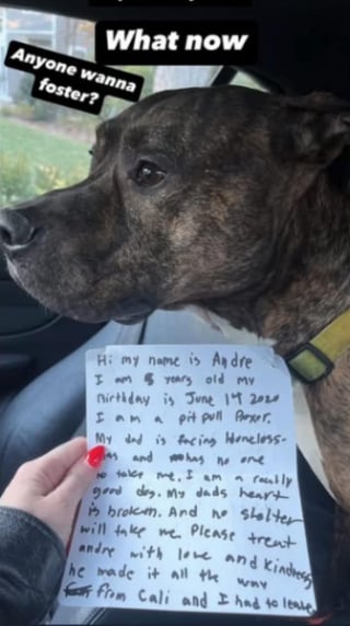 Illustration de l'article : Une note épinglée sur le collier d’un chien abandonné donne de tristes informations sur sa vie passée 