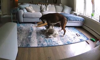 Illustration de l'article : L’acte héroïque d’un chien qui sauve la vie de son congénère en pleine crise d’épilepsie et risquant de s’étouffer (vidéo) 
