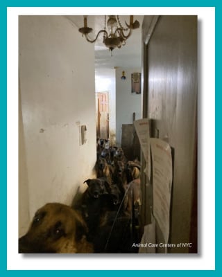 Illustration de l'article : 40 Malinois entassés dans une maison sortent de chez eux pour la première fois de leur vie 