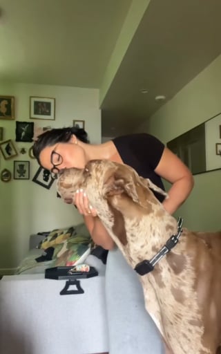 Illustration de l'article : Cette femme peut toujours compter sur son chien d'assistance géant, qui l'accompagne même en avion