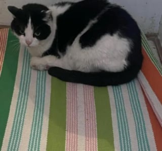 Illustration de l'article : Après un sauvetage, une femme au grand coeur reconnaît une chatte errante qu'elle nourrissait dans la rue et lui offre une nouvelle vie