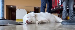 Illustration de l'article : Chaleureuses retrouvailles entre un chien perdu après un terrible accident de la route et les 2 ambulancières qui l'ont secouru