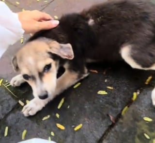 Illustration de l'article : Une bénévole est submergée par l'émotion en retrouvant la chienne qu'elle a secourue plusieurs mois plus tôt et qui commence une nouvelle vie (vidéo)