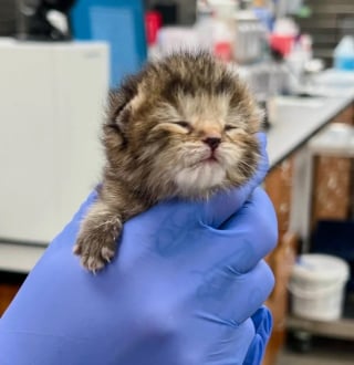 Illustration de l'article : Un chaton nouveau-né rejeté par sa mère surmonte un début de vie semé d'embûches et trouve du réconfort auprès d'un chien bienveillant