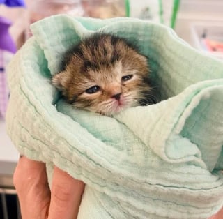 Illustration de l'article : Un chaton nouveau-né rejeté par sa mère surmonte un début de vie semé d'embûches et trouve du réconfort auprès d'un chien bienveillant