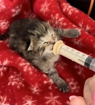 Illustration de l'article : Un chaton nouveau-né rejeté par sa mère surmonte un début de vie semé d'embûches et trouve du réconfort auprès d'un chien bienveillant