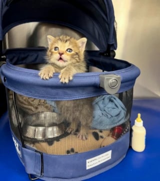 Illustration de l'article : Un chaton nouveau-né rejeté par sa mère surmonte un début de vie semé d'embûches et trouve du réconfort auprès d'un chien bienveillant