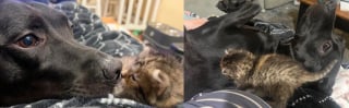 Illustration de l'article : Un chaton nouveau-né rejeté par sa mère surmonte un début de vie semé d'embûches et trouve du réconfort auprès d'un chien bienveillant
