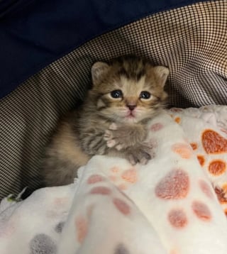 Illustration de l'article : Un chaton nouveau-né rejeté par sa mère surmonte un début de vie semé d'embûches et trouve du réconfort auprès d'un chien bienveillant