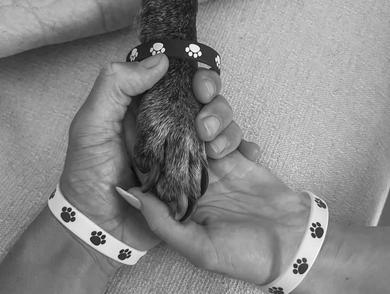 Illustration de l'article : Un couple sur le point de dire adieu à son chien de 19 ans fait de lui la star du mariage (vidéo)