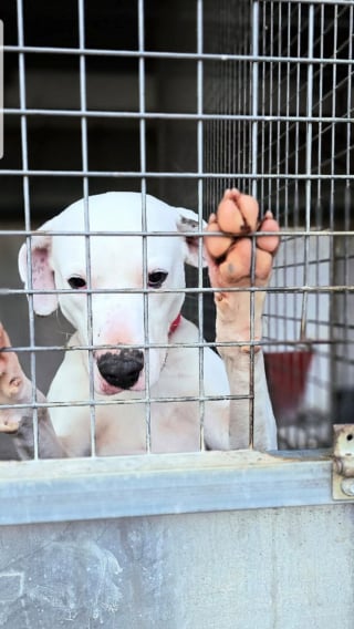Illustration de l'article : Maltraité dans la rue par des enfants, ce chien au grand cœur rêve aujourd’hui d’un foyer aimant pour la vie (vidéo)
