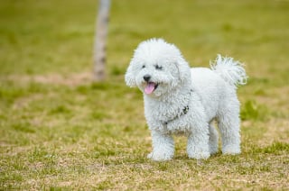 Illustration de l'article : 15 races de chiens idéales pour les accros au canapé