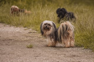 Illustration de l'article : 15 races de chiens idéales pour les accros au canapé