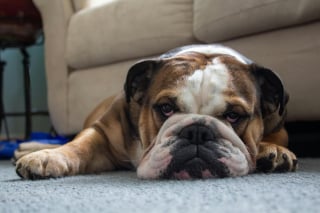 Illustration de l'article : 15 races de chiens idéales pour les accros au canapé