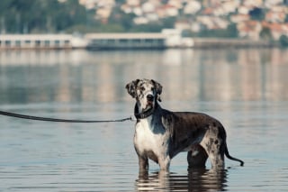Illustration de l'article : 15 races de chiens idéales pour les accros au canapé