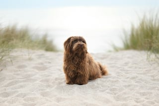 Illustration de l'article : 15 races de chiens idéales pour les accros au canapé