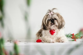 Illustration de l'article : 15 races de chiens idéales pour les accros au canapé