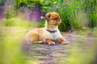 Illustration de l'article : 15 races de chiens idéales pour les accros au canapé
