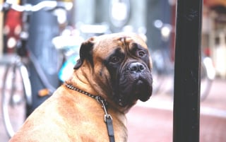 Illustration de l'article : 15 races de chiens idéales pour les accros au canapé