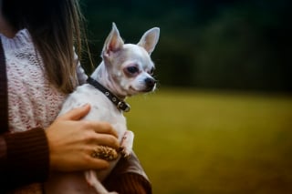 Illustration de l'article : 15 races de chiens idéales pour les accros au canapé