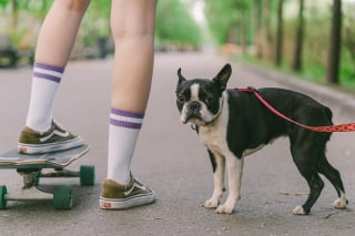 Illustration de l'article : 15 races de chiens idéales pour les accros au canapé