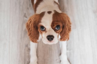 Illustration de l'article : 15 races de chiens idéales pour les accros au canapé