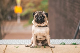 Illustration de l'article : 15 races de chiens idéales pour les accros au canapé