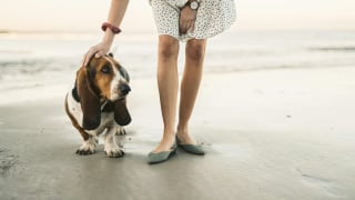 Illustration de l'article : 15 races de chiens idéales pour les accros au canapé