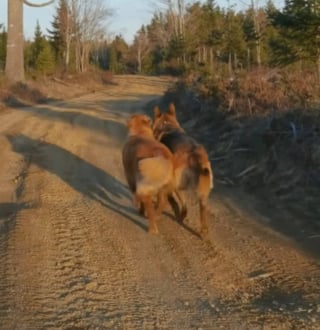 Illustration de l'article : 2 chiens promenés par la même dog-walker deviennent meilleurs amis au point de former un "attelage" lorsqu'ils trouvent un bâton (vidéo)