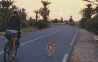 Illustration de l'article : Une chienne errante en quête d’amour suit des touristes pendant des kilomètres et change son destin (vidéo)