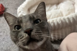 Illustration de l'article : Abandonné dans un appartement vide, un chat demande de l'aide à sa voisine qui lui offre ce dont il a toujours rêvé (vidéo) 