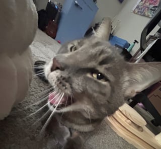 Illustration de l'article : Abandonné dans un appartement vide, un chat demande de l'aide à sa voisine qui lui offre ce dont il a toujours rêvé (vidéo) 