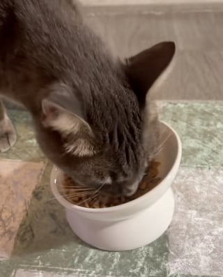 Illustration de l'article : Abandonné dans un appartement vide, un chat demande de l'aide à sa voisine qui lui offre ce dont il a toujours rêvé (vidéo) 