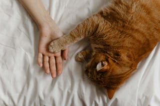 Illustration de l'article : 12 indices qui prouvent que votre chat adore en faire trop