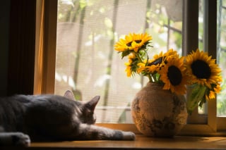 Illustration de l'article : 12 indices qui prouvent que votre chat adore en faire trop