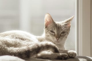 Illustration de l'article : 12 indices qui prouvent que votre chat adore en faire trop
