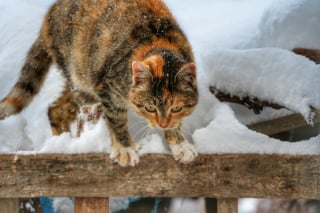 Illustration de l'article : 12 indices qui prouvent que votre chat adore en faire trop