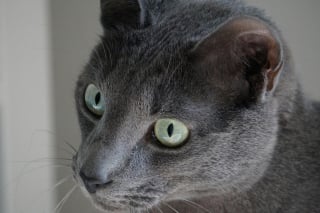 Illustration de l'article : 12 indices qui prouvent que votre chat adore en faire trop
