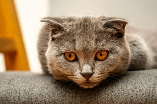 Illustration de l'article : 12 indices qui prouvent que votre chat adore en faire trop