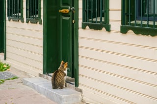 Illustration de l'article : 12 indices qui prouvent que votre chat adore en faire trop
