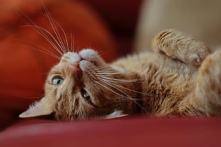 Illustration de l'article : 12 indices qui prouvent que votre chat adore en faire trop