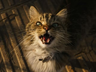 Illustration de l'article : 12 indices qui prouvent que votre chat adore en faire trop