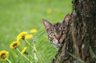 Illustration de l'article : 12 indices qui prouvent que votre chat adore en faire trop