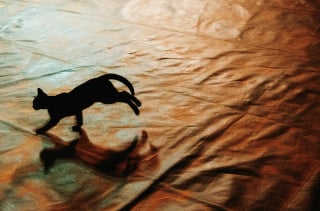 Illustration de l'article : 12 indices qui prouvent que votre chat adore en faire trop